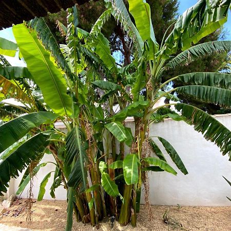 Beach Apartment, Playa Muchavista 900M, Chalet Tranquilo, Villa Acuario San Juan  Exterior photo