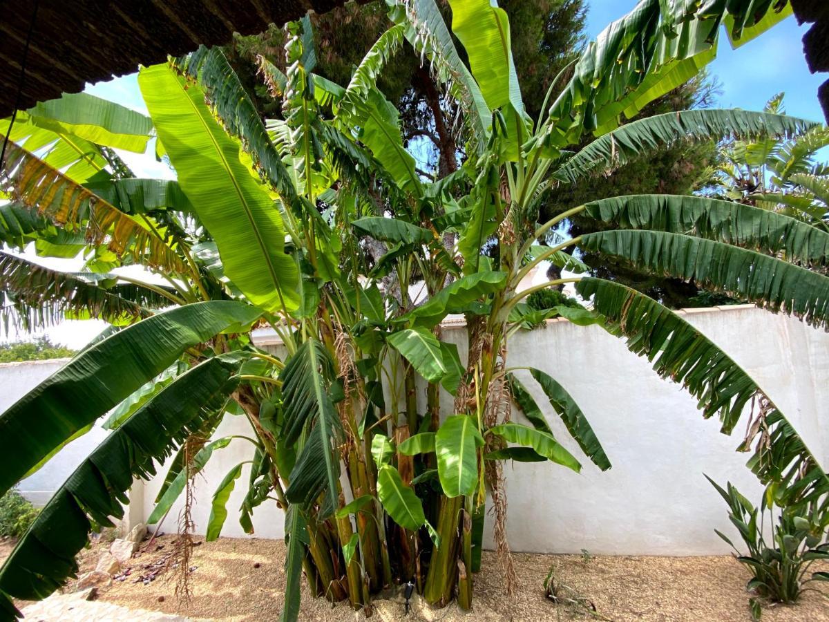 Beach Apartment, Playa Muchavista 900M, Chalet Tranquilo, Villa Acuario San Juan  Exterior photo